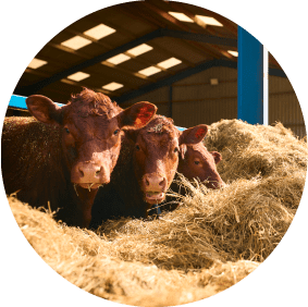 Livestock Feed